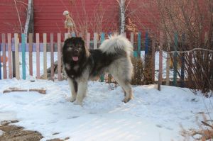 Dog Photo