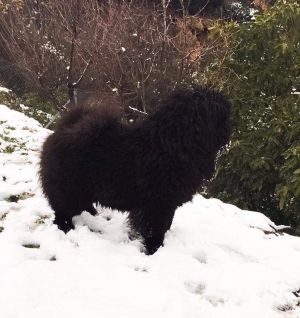 Dog Photo