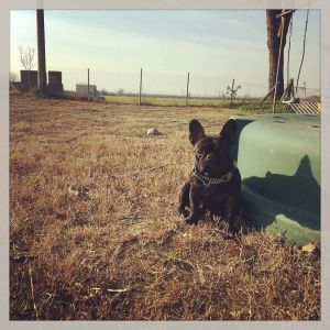 Dog Photo
