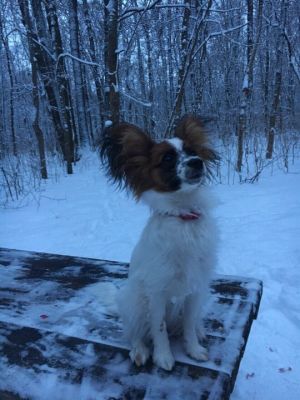 Dog Photo