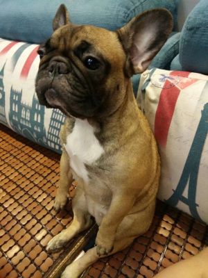 Dog Photo