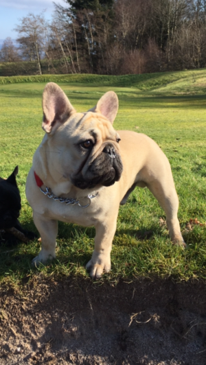 Dog Photo