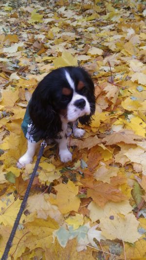 Dog Photo