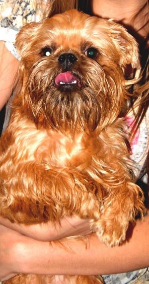 Dog Photo
