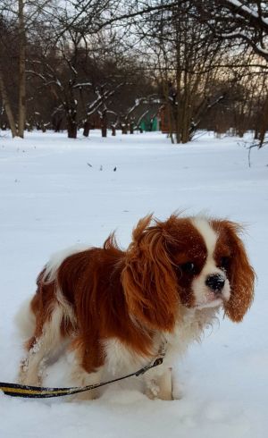 Dog Photo