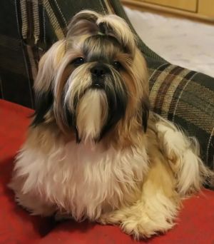 Dog Photo