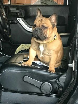 Dog Photo
