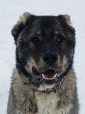 Dog Photo