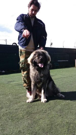 Dog Photo