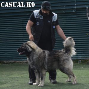 Dog Photo