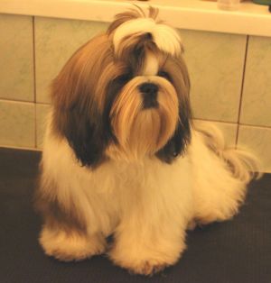 Dog Photo