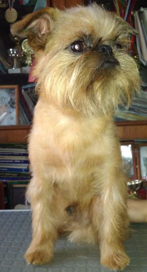 Dog Photo