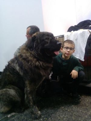 Dog Photo