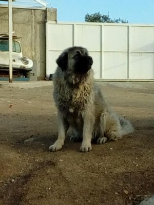 Dog Photo