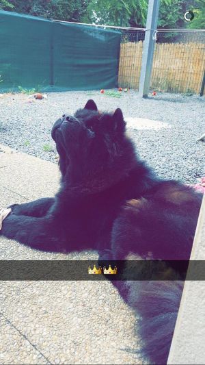 Dog Photo