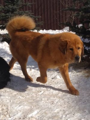 Dog Photo