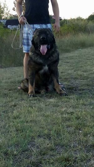 Dog Photo