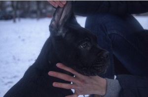 Dog Photo