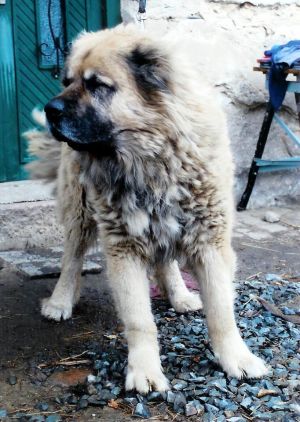 Dog Photo