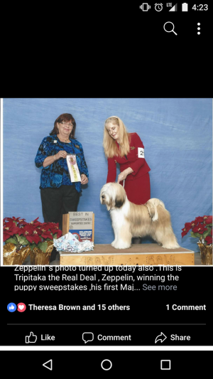 Dog Photo