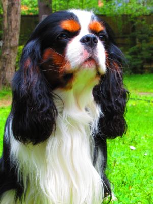 Dog Photo