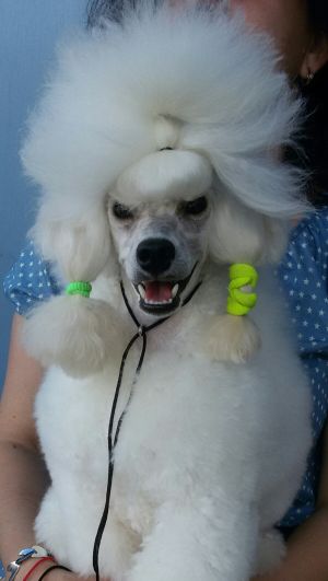 Dog Photo
