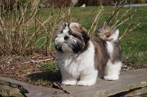Dog Photo