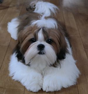 Dog Photo