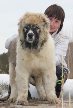 Dog Photo