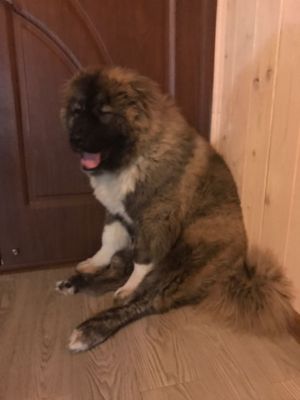 Dog Photo