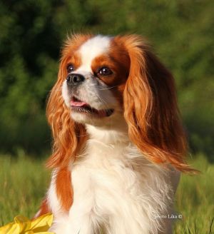 Dog Photo