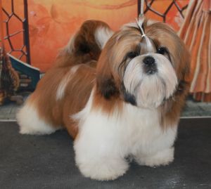 Dog Photo