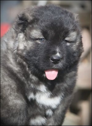 Dog Photo