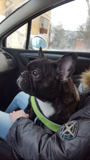 Dog Photo