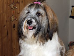 Dog Photo