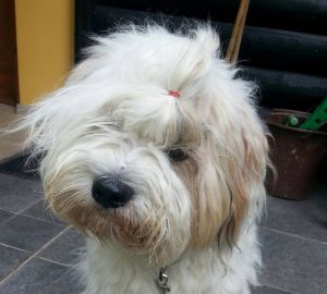 Dog Photo