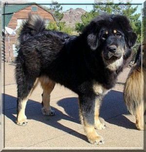 Dog Photo