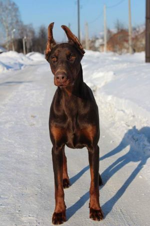 Dog Photo