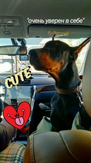 Dog Photo
