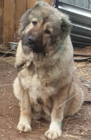 Dog Photo
