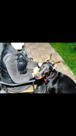 Dog Photo