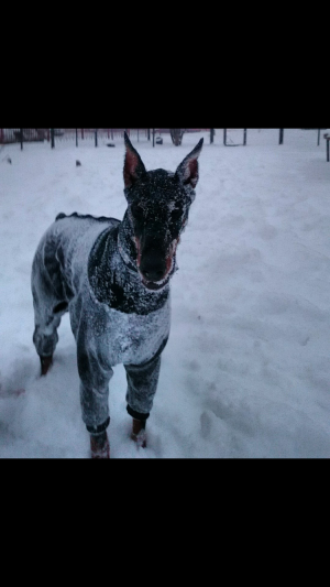 Dog Photo