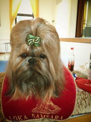 Dog Photo