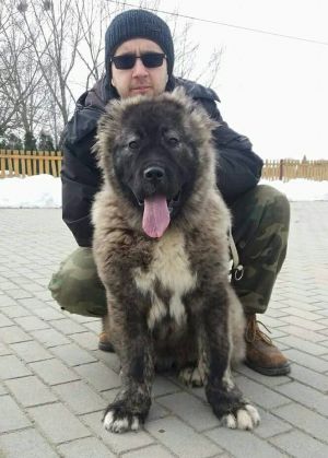 Dog Photo