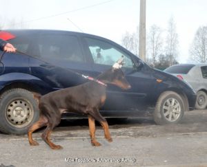 Dog Photo