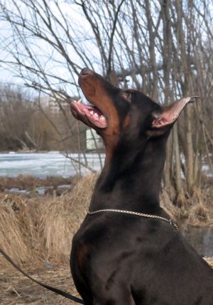 Dog Photo