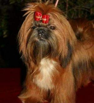 Dog Photo
