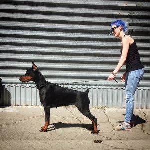 Dog Photo