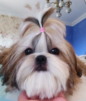 Dog Photo