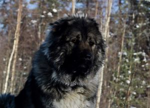 Dog Photo